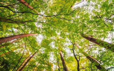 1 milliards d'arbres avec les communes de France.